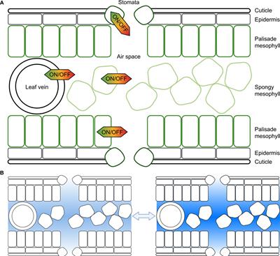 Exploring aquaporin functions during changes in leaf water potential